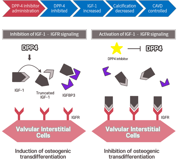 A schematic figure of suggested mechanism of calcific progression of aortic stenosis